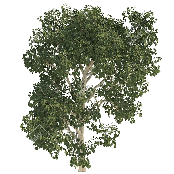 Trio of Majestic Arboreal Beauties 3D model image 3