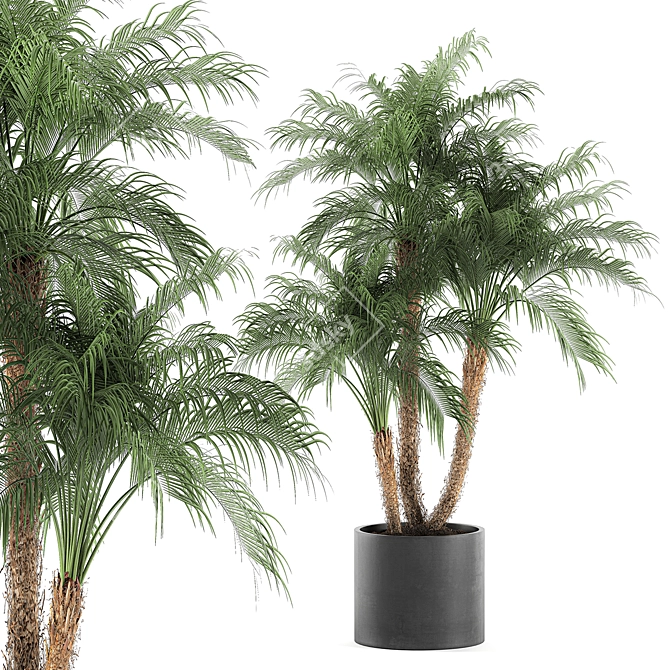 Tropical Paradise Collection: Exotic Indoor Palm Trees - Set of 4 3D model image 1