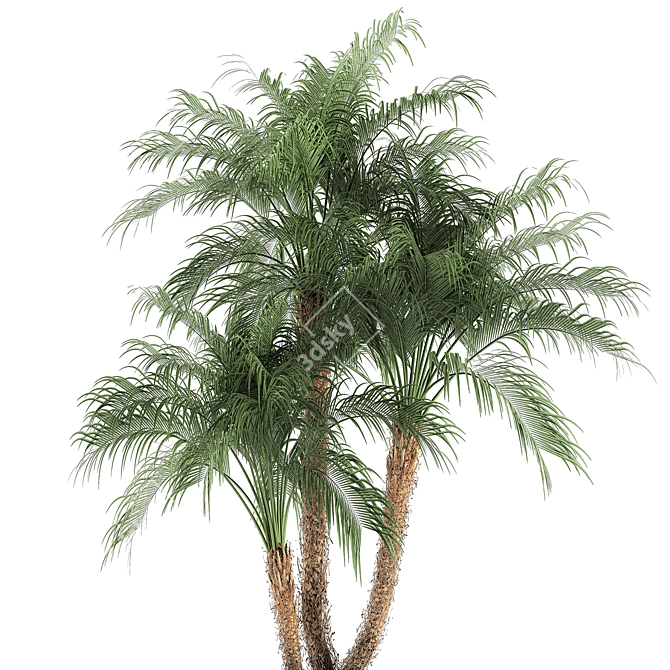 Tropical Paradise Collection: Exotic Indoor Palm Trees - Set of 4 3D model image 2