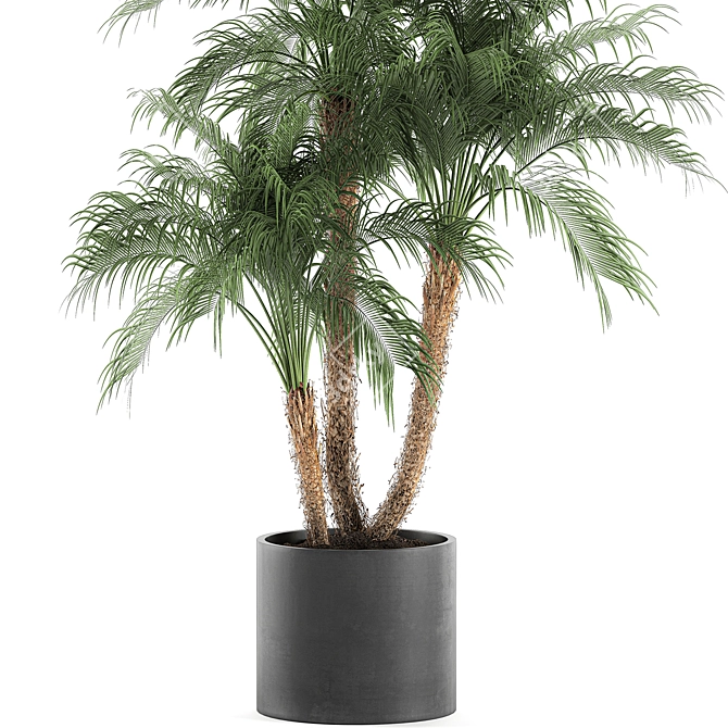 Tropical Paradise Collection: Exotic Indoor Palm Trees - Set of 4 3D model image 3