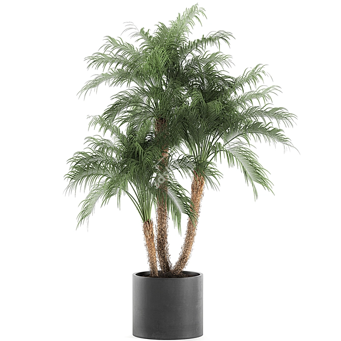 Tropical Paradise Collection: Exotic Indoor Palm Trees - Set of 4 3D model image 4