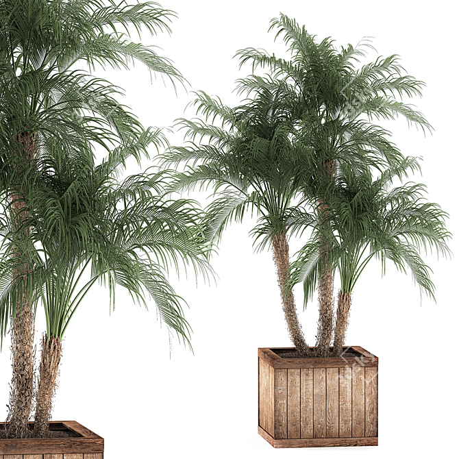 Tropical Plant Collection: Exotic Indoor Palms 3D model image 1