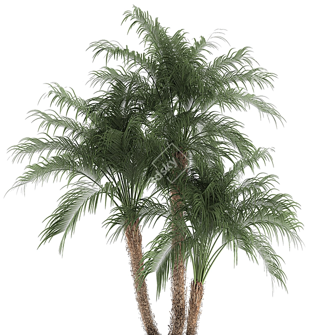 Tropical Plant Collection: Exotic Indoor Palms 3D model image 2