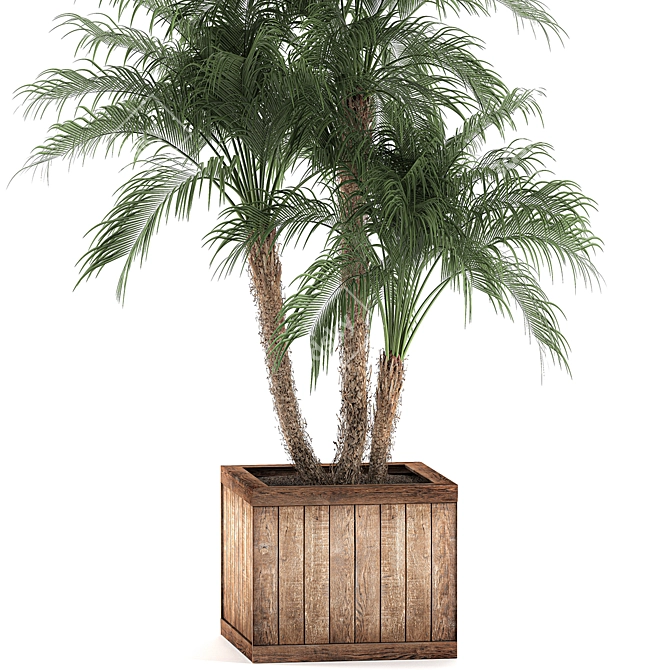 Tropical Plant Collection: Exotic Indoor Palms 3D model image 3