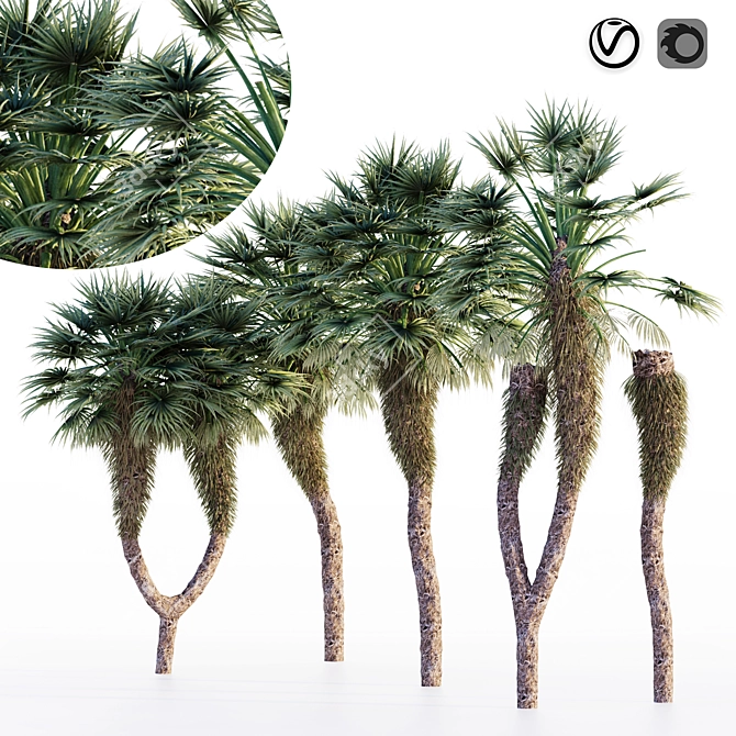 Tropical Paradise: Chinese Fan Palm Set 3D model image 1