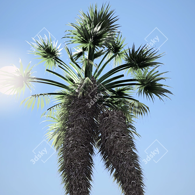 Tropical Paradise: Chinese Fan Palm Set 3D model image 2