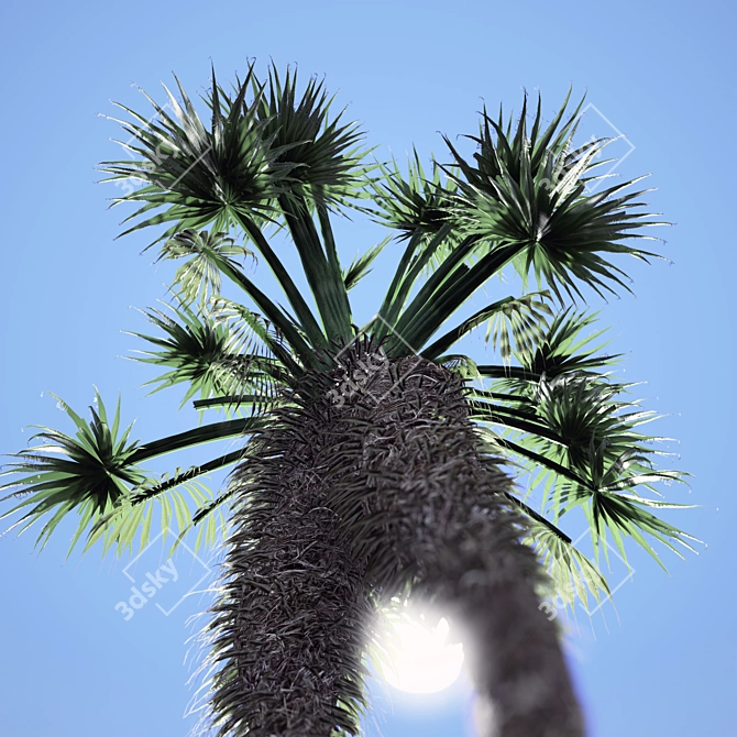 Tropical Paradise: Chinese Fan Palm Set 3D model image 3