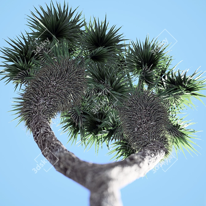 Tropical Paradise: Chinese Fan Palm Set 3D model image 4