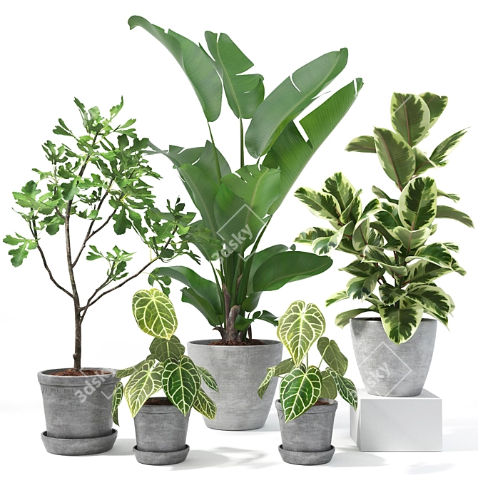 Tropical Plant Collection: Figs, Japanese Banana, Rubber Tree & Anthurium 3D model image 1