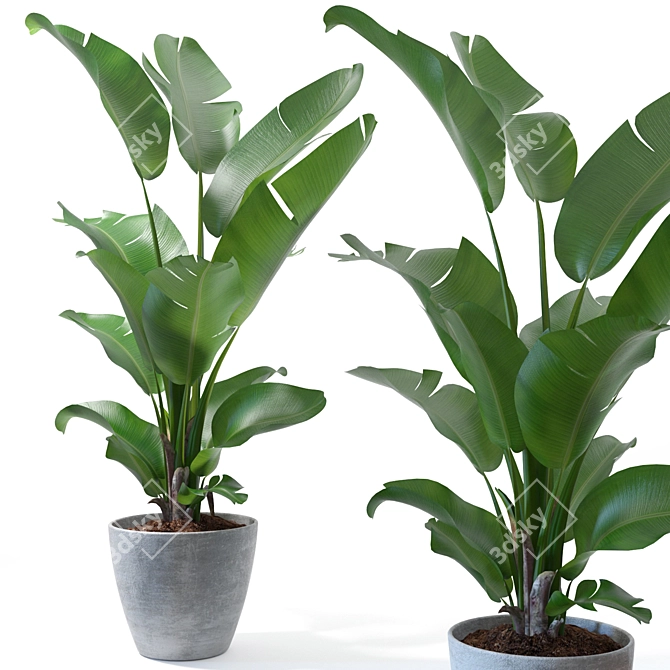 Tropical Plant Collection: Figs, Japanese Banana, Rubber Tree & Anthurium 3D model image 3