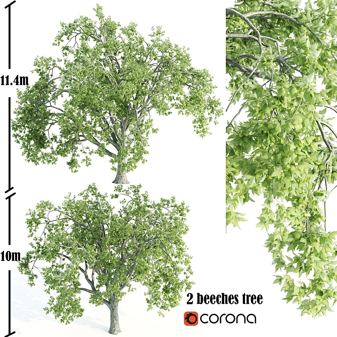 Tall Beeches: 10-11m Heights 3D model image 1