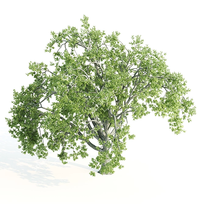 Tall Beeches: 10-11m Heights 3D model image 2