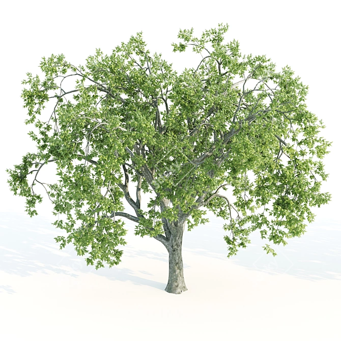 Tall Beeches: 10-11m Heights 3D model image 3