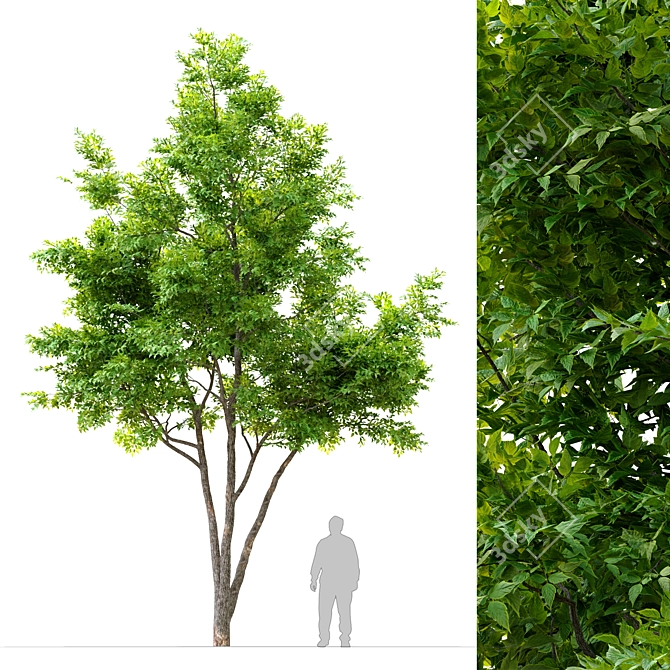 6m Ash Tree: 534,727 Polys, 768,305 Verts 3D model image 1