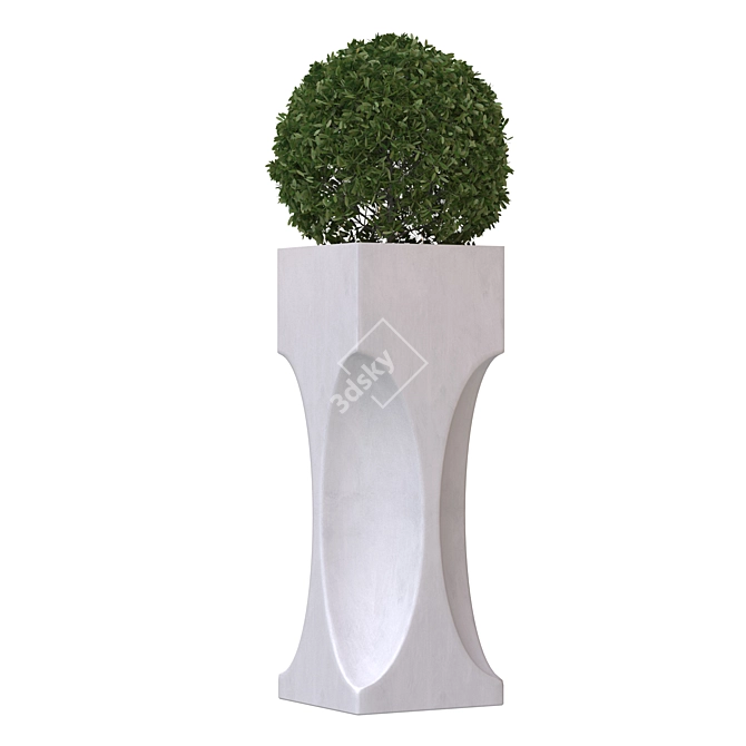 Evergreen Outdoor Plant 3D model image 2