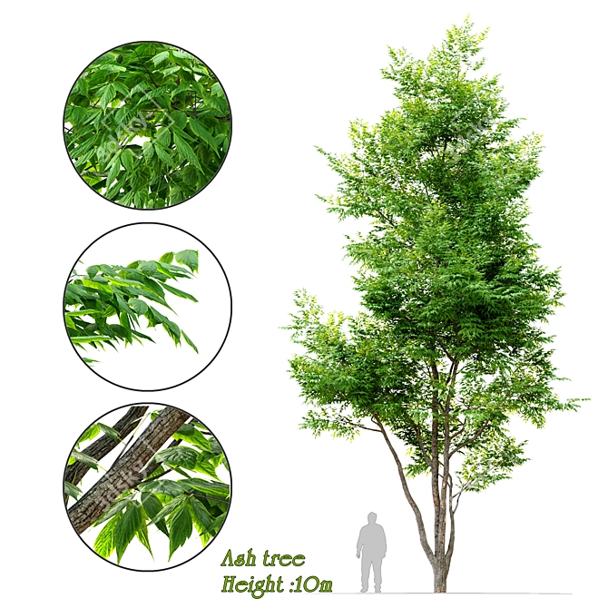 Tall and Majestic Ash Tree 3D model image 1