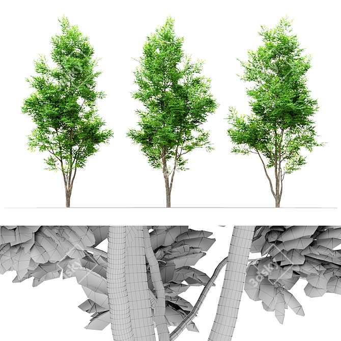 Tall and Majestic Ash Tree 3D model image 2