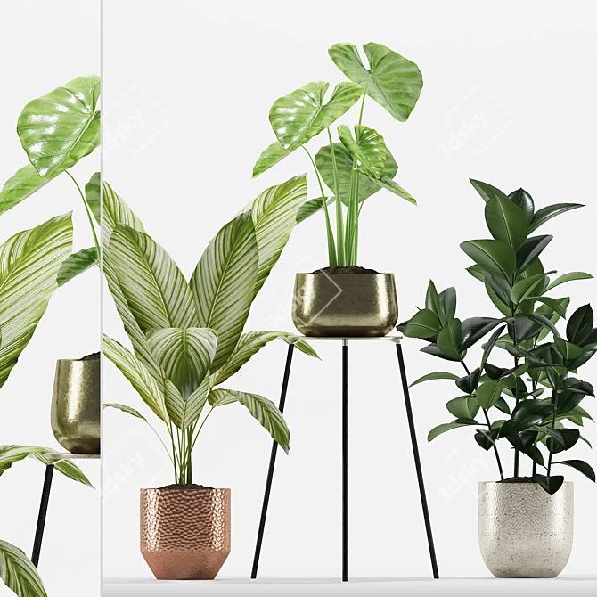 Tropical Plant Set: Alocasia, Calathea, Ficus 3D model image 1