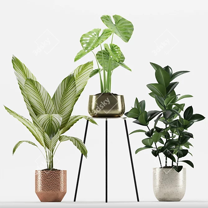 Tropical Plant Set: Alocasia, Calathea, Ficus 3D model image 2