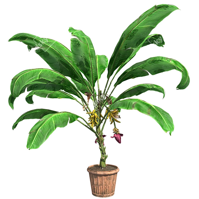 Tropical Delight: Banana Plant with Pot 3D model image 1