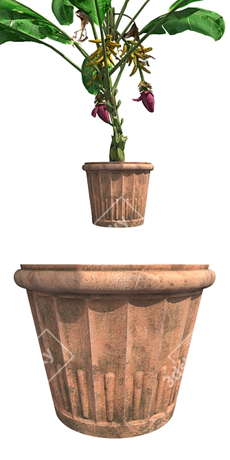 Tropical Delight: Banana Plant with Pot 3D model image 4