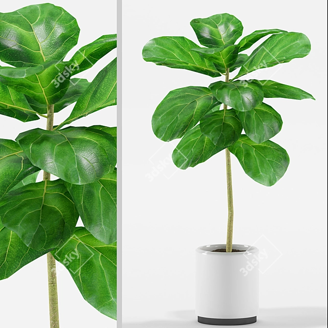 Fiddle-Leaf Fig Tree 3D Model 3D model image 2