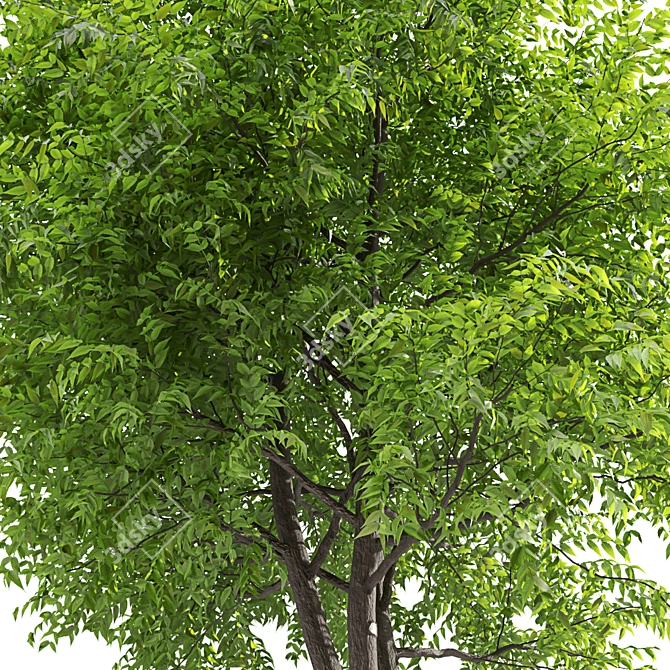 Corona Ash Tree: Elegant 3-Trunk Fraxinus 3D model image 3