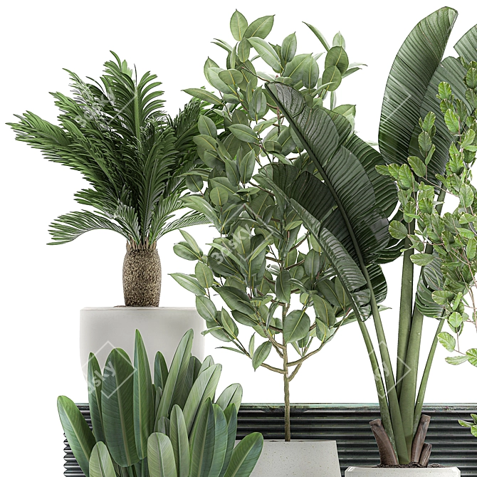 Tropical Plant Collection: Exotic Indoor Plants in White Pots 3D model image 2