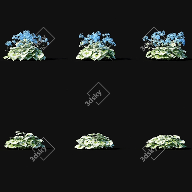 Large-Leaved Flowers | Brunnera macrophylla 3D model image 5