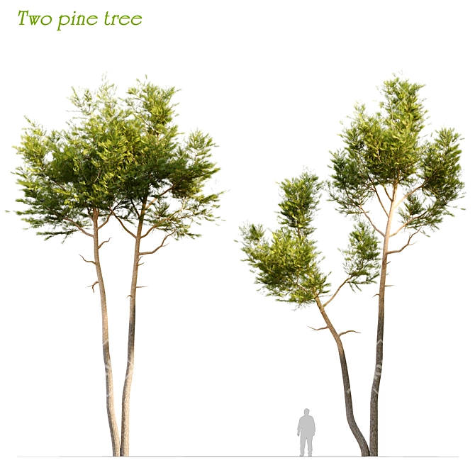 Evergreen Twin Beauties: Two Pine Trees 3D model image 1