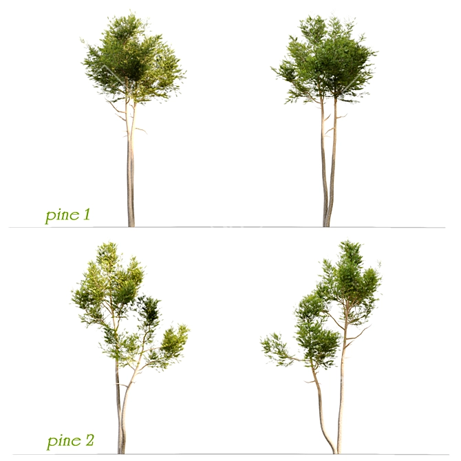 Evergreen Twin Beauties: Two Pine Trees 3D model image 2