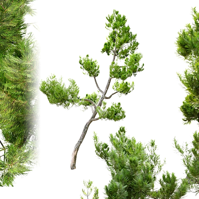 Traditional Japanese Black Pine Tree 3D model image 2