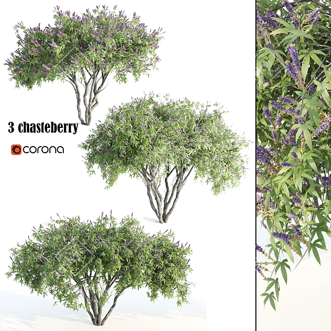 Tall Chasteberry Tree - 5-6m 3D model image 1