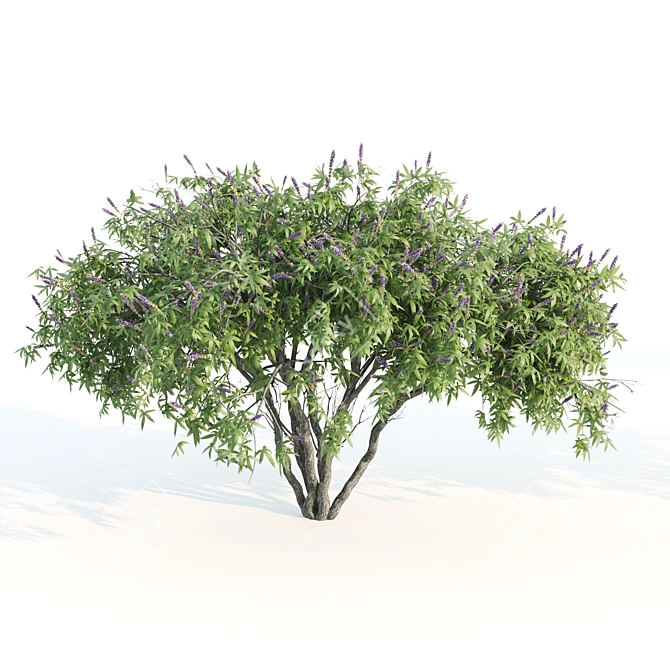 Tall Chasteberry Tree - 5-6m 3D model image 4