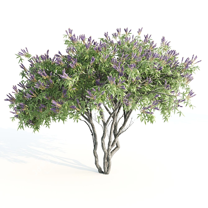 Tall Chasteberry Tree - 5-6m 3D model image 5