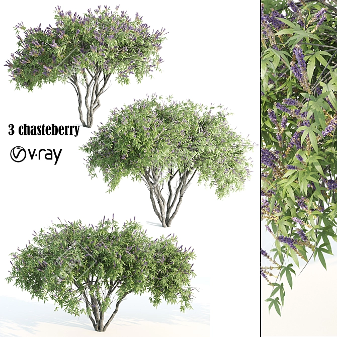 3 Chasteberry V-Ray 3D Models 3D model image 1