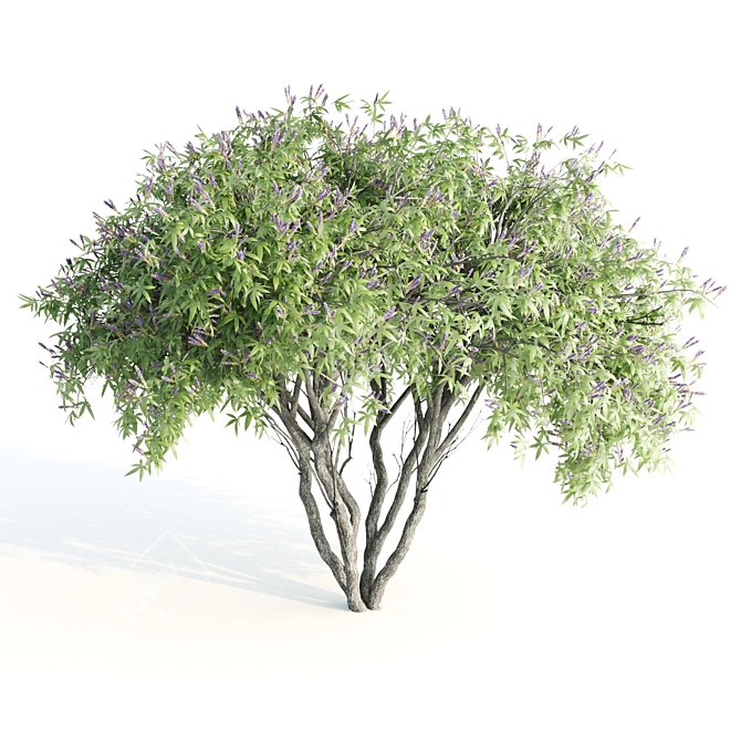 3 Chasteberry V-Ray 3D Models 3D model image 2