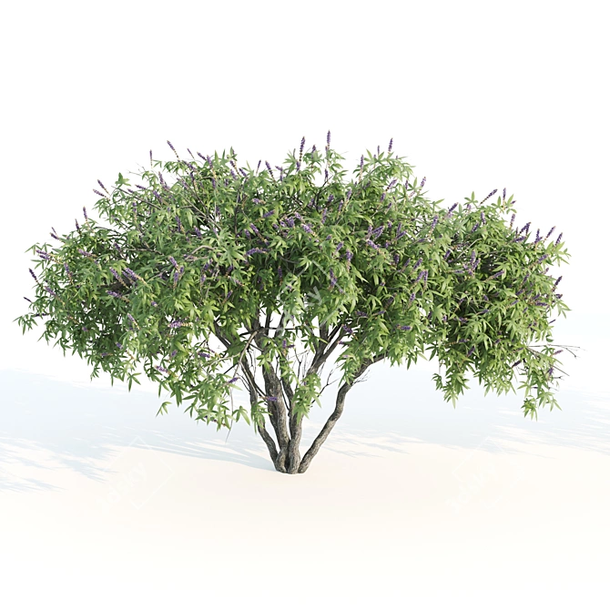 3 Chasteberry V-Ray 3D Models 3D model image 3