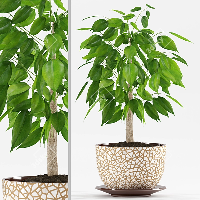 Ficus Benjamina Plants: Max 2012 & FBX-file 3D model image 1