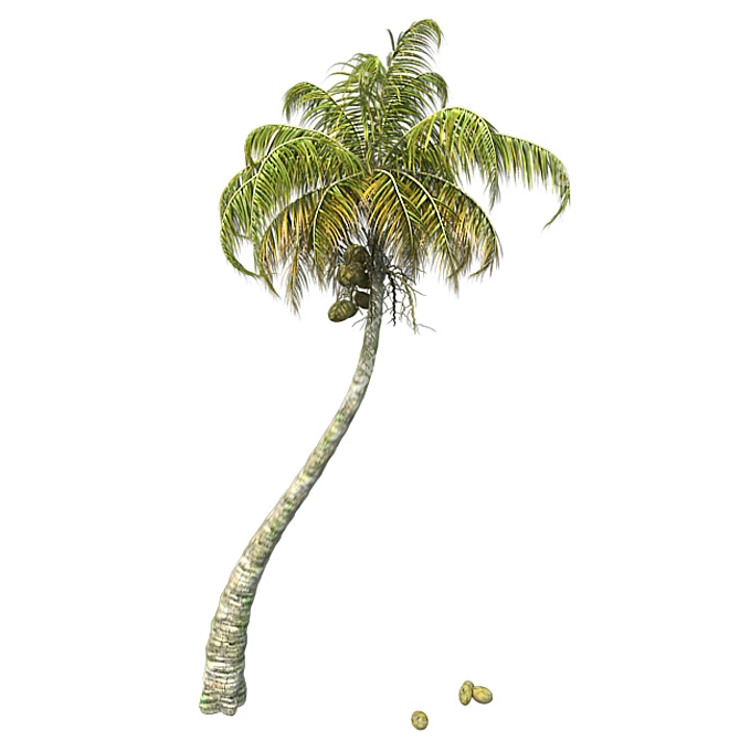 Exquisite Chinese Fan Palm: Detailed, Optimized, Realistic 3D model image 1