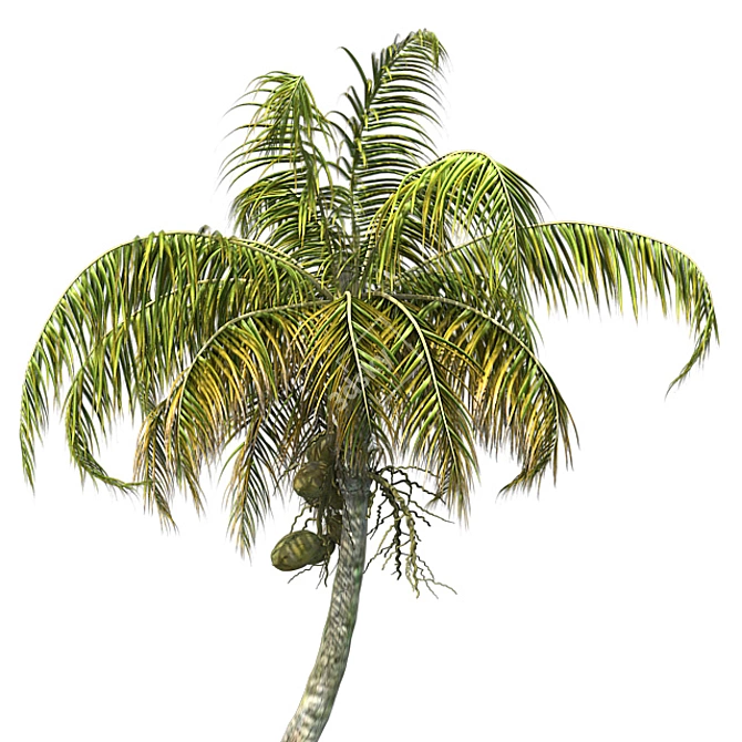 Exquisite Chinese Fan Palm: Detailed, Optimized, Realistic 3D model image 4