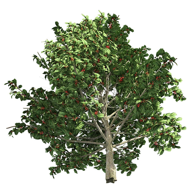  Pristine American Holly Shrub 3D model image 2