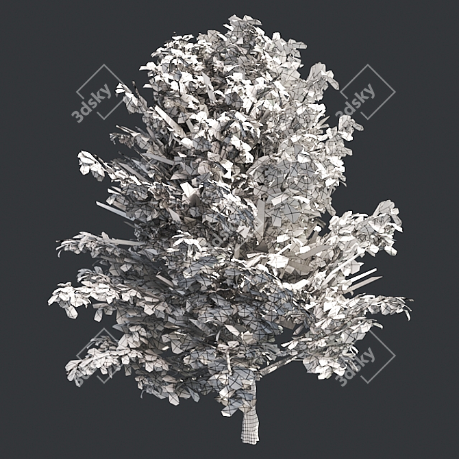  Pristine American Holly Shrub 3D model image 5