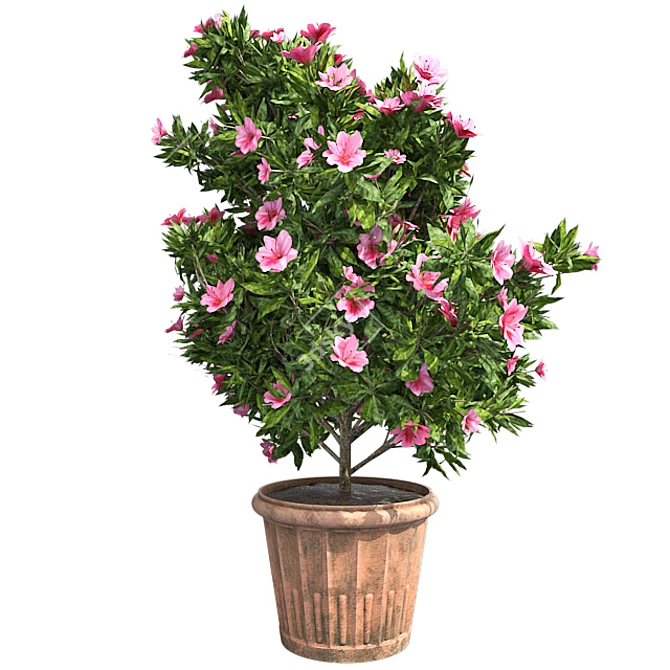 American Holly Shrub: Lush Blooms 3D model image 1