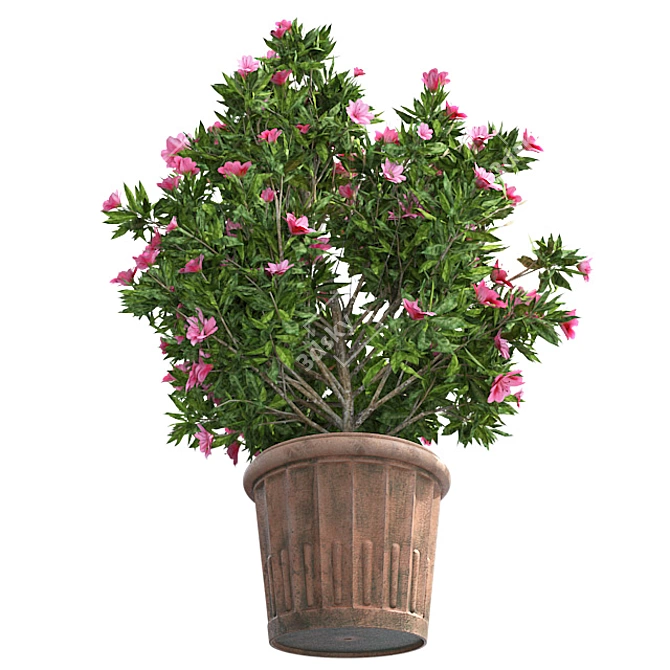 American Holly Shrub: Lush Blooms 3D model image 3