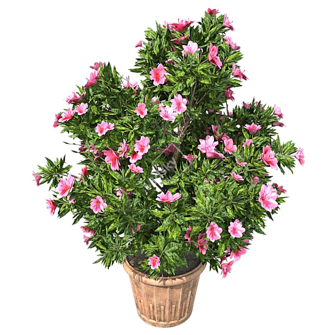 American Holly Shrub: Lush Blooms 3D model image 4