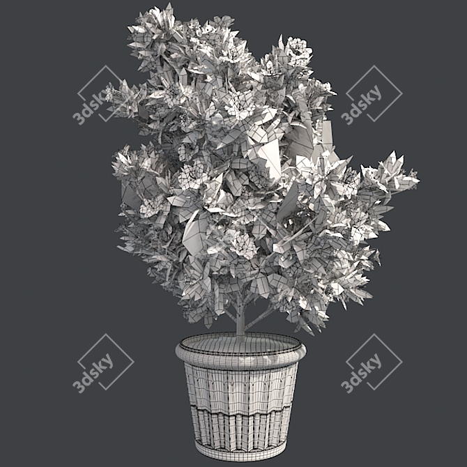 American Holly Shrub: Lush Blooms 3D model image 5