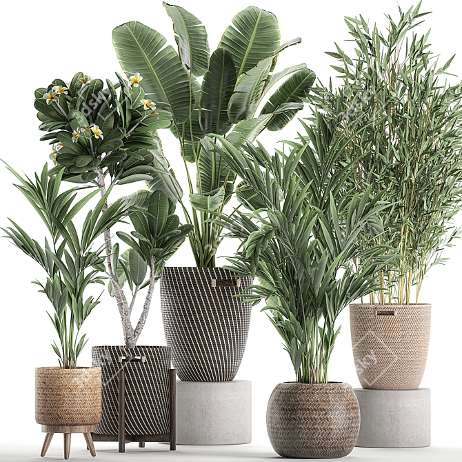 Tropical Oasis Plant Collection 3D model image 1