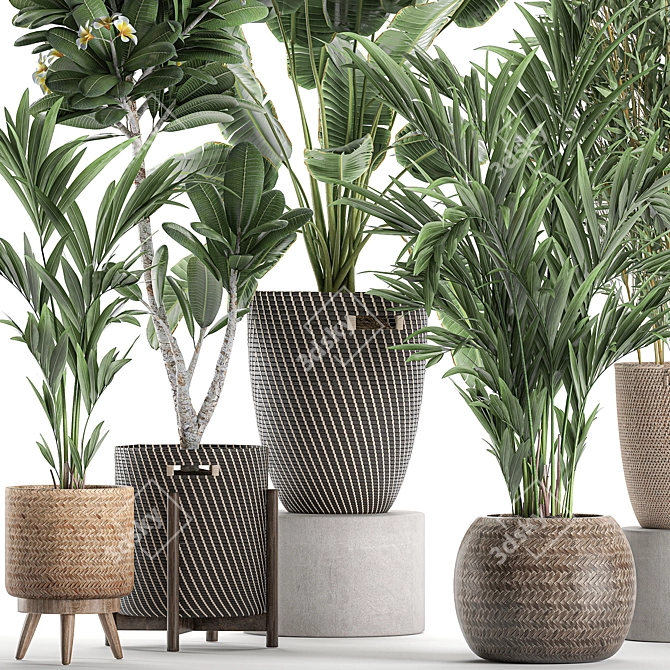 Tropical Oasis Plant Collection 3D model image 4