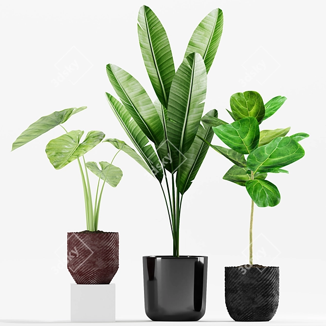 Tropical Alcoasia Plants Set 3D model image 2